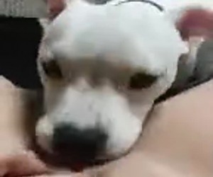 친구의 아내가 개에게 핥힘